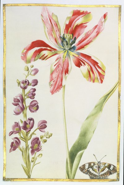 Tulip, Stocks and Butterfly by Nicolas Robert